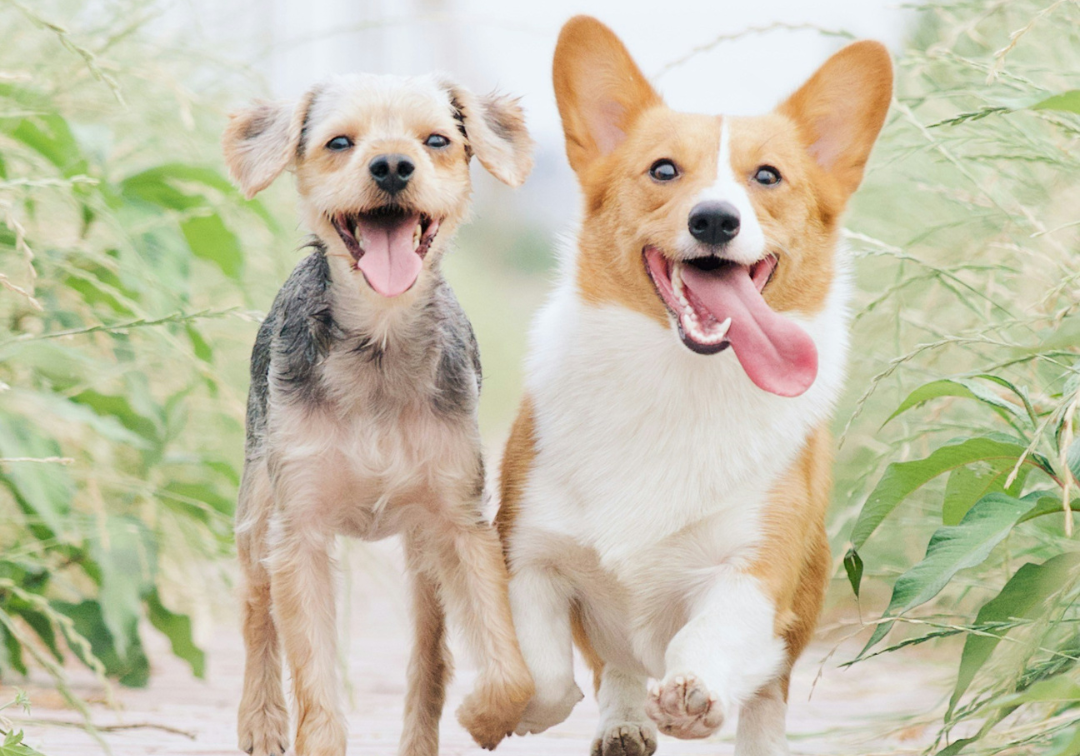 Why Kapok-Filled Dog Beds Are Perfect for Singapore’s Humid Weather