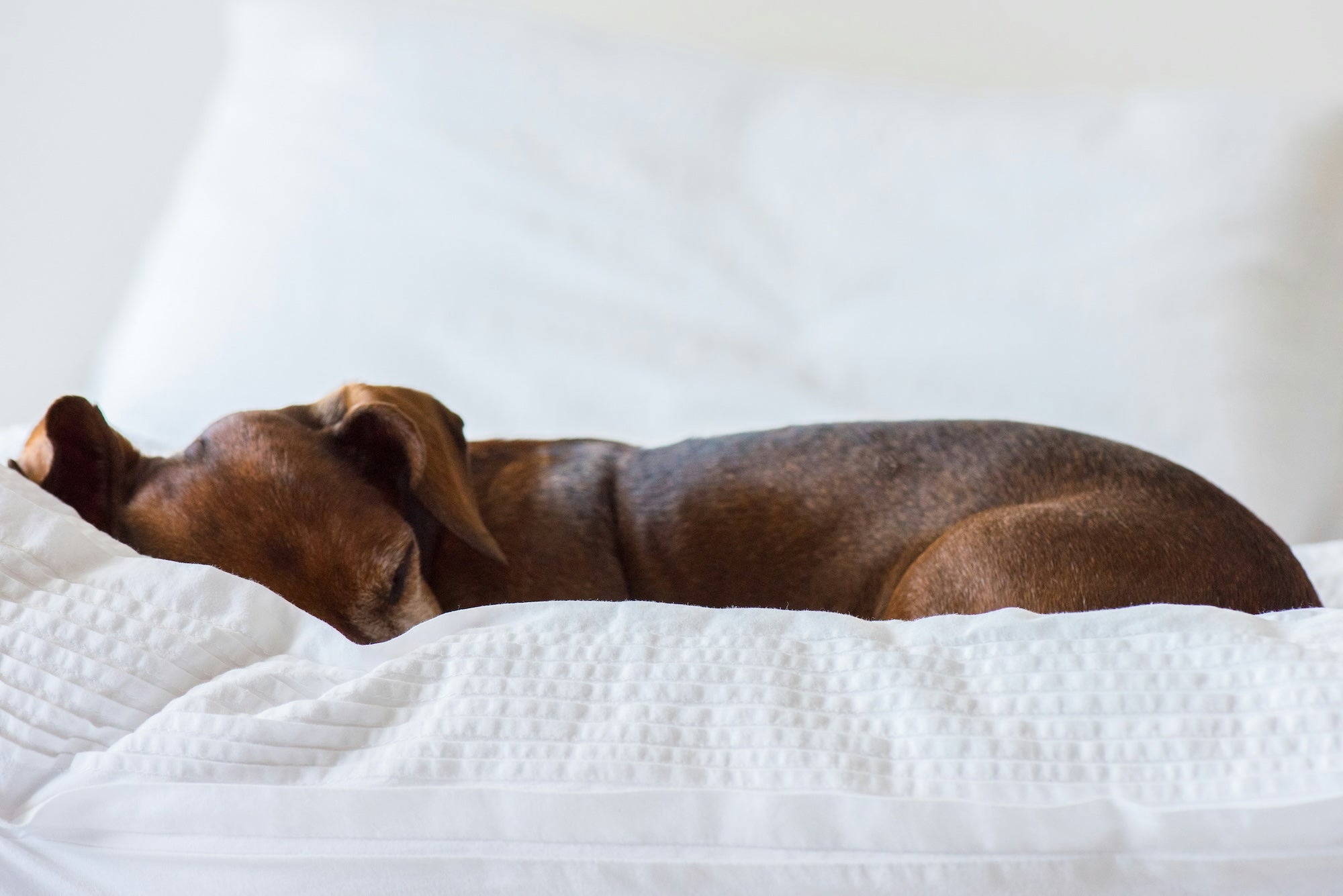 Orthopaedic vs. Regular Dog Beds: What’s Best for Your Dog’s Sleep in Singapore?