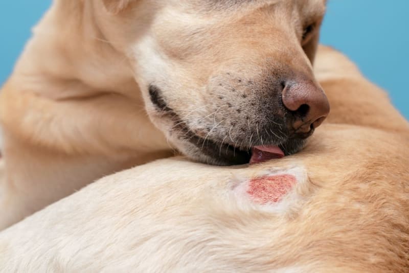 Tackling Seasonal Allergies in Dogs: Remedies for Itchy Paws and Skin