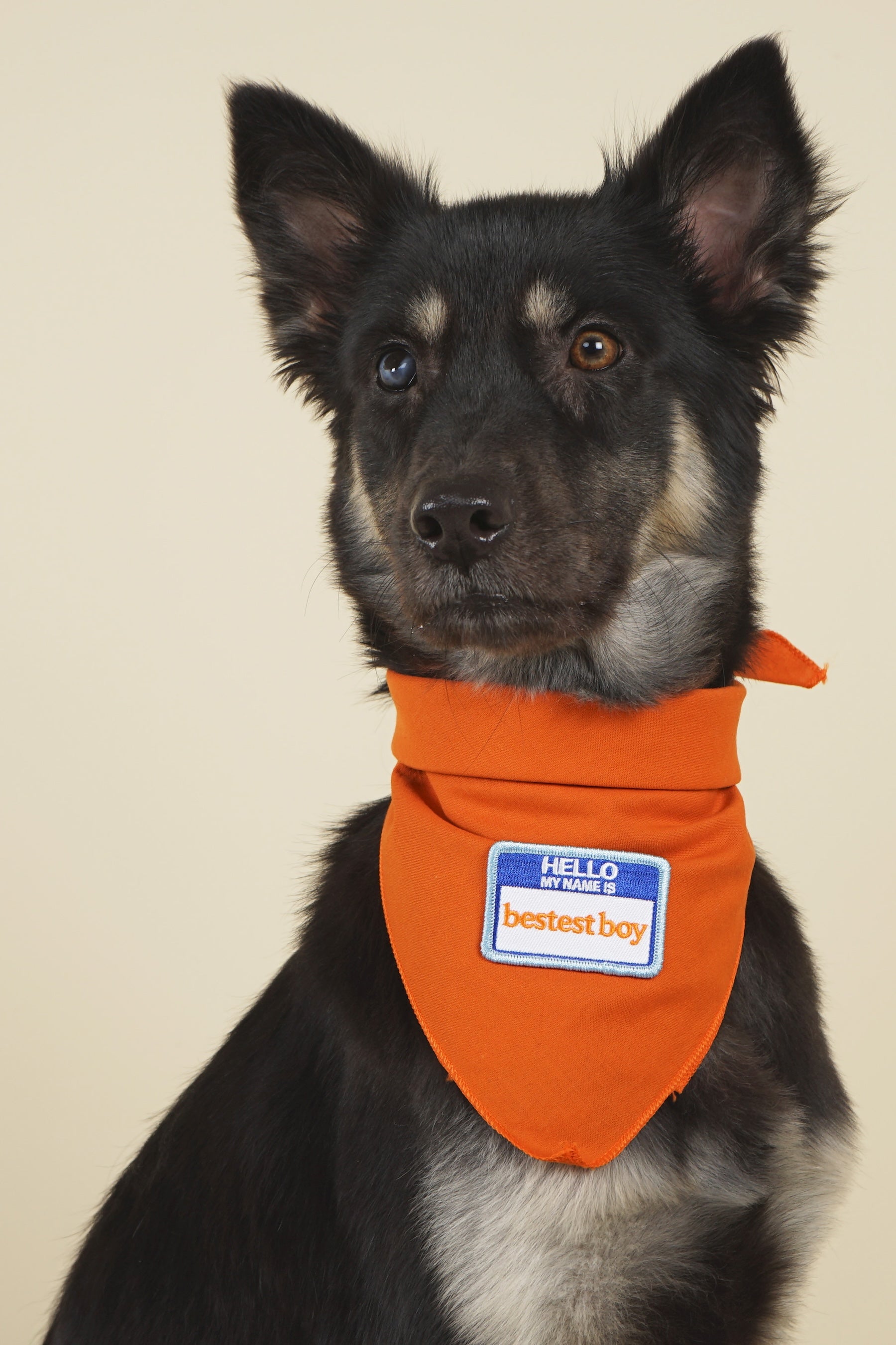 Iron-on embroidered patch accessory on pet bandana