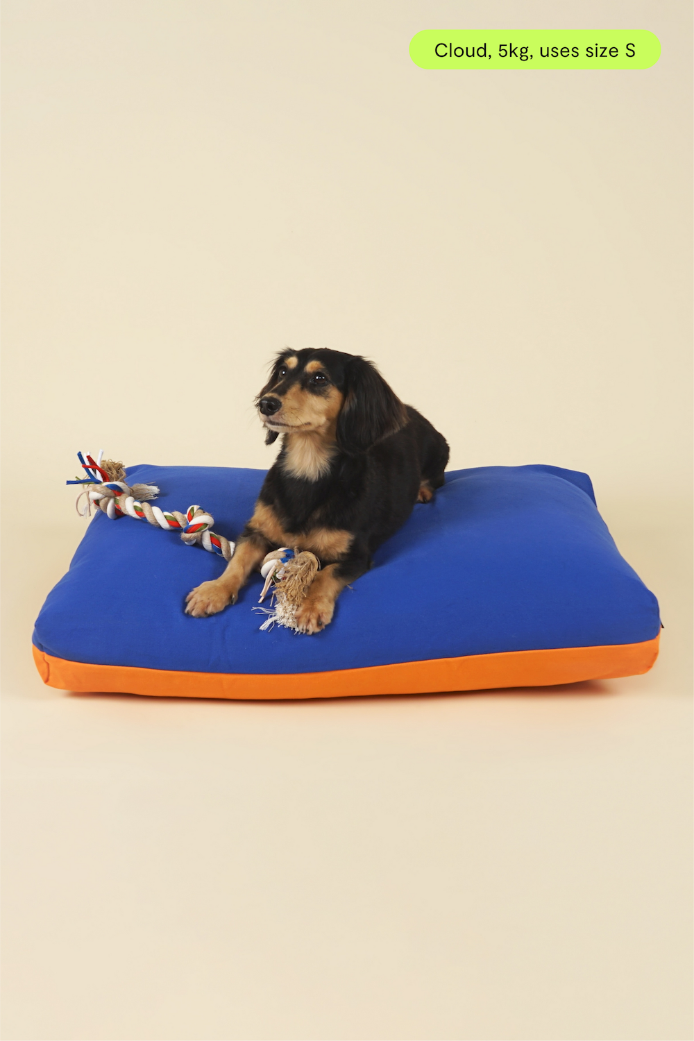 Small-sized dog on premium kapok dog bed in blue and orange colourblock