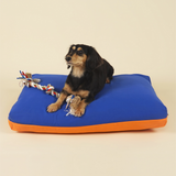 Small-sized dog on premium kapok dog bed in blue and orange colourblock