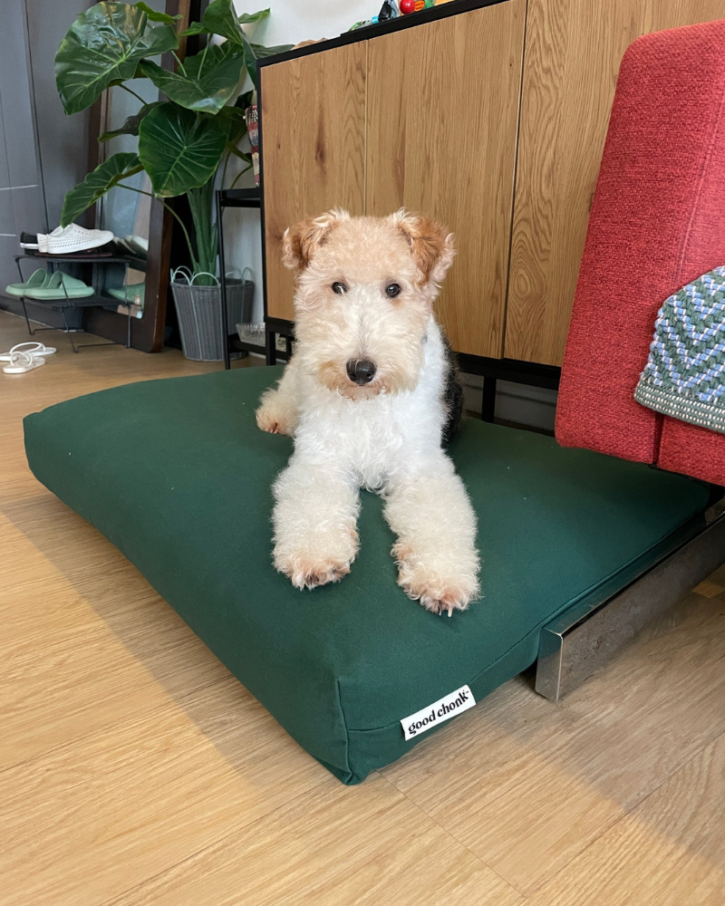 Dog resting on a premium kapok dog bed in forest green solid design