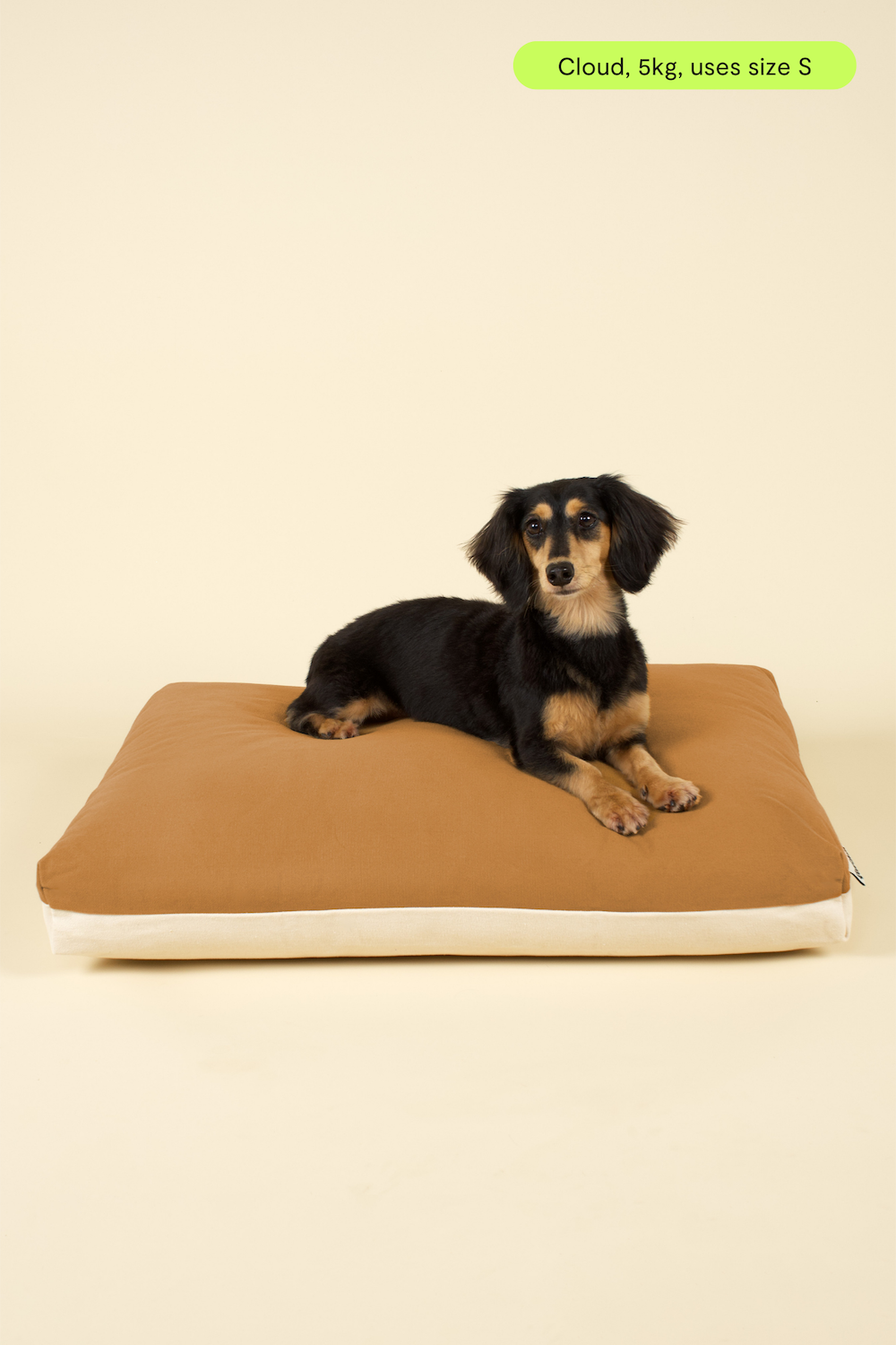 Front view of small-sized dog on premium kapok dog bed in brown and white
