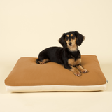 Front view of small-sized dog on premium kapok dog bed in brown and white