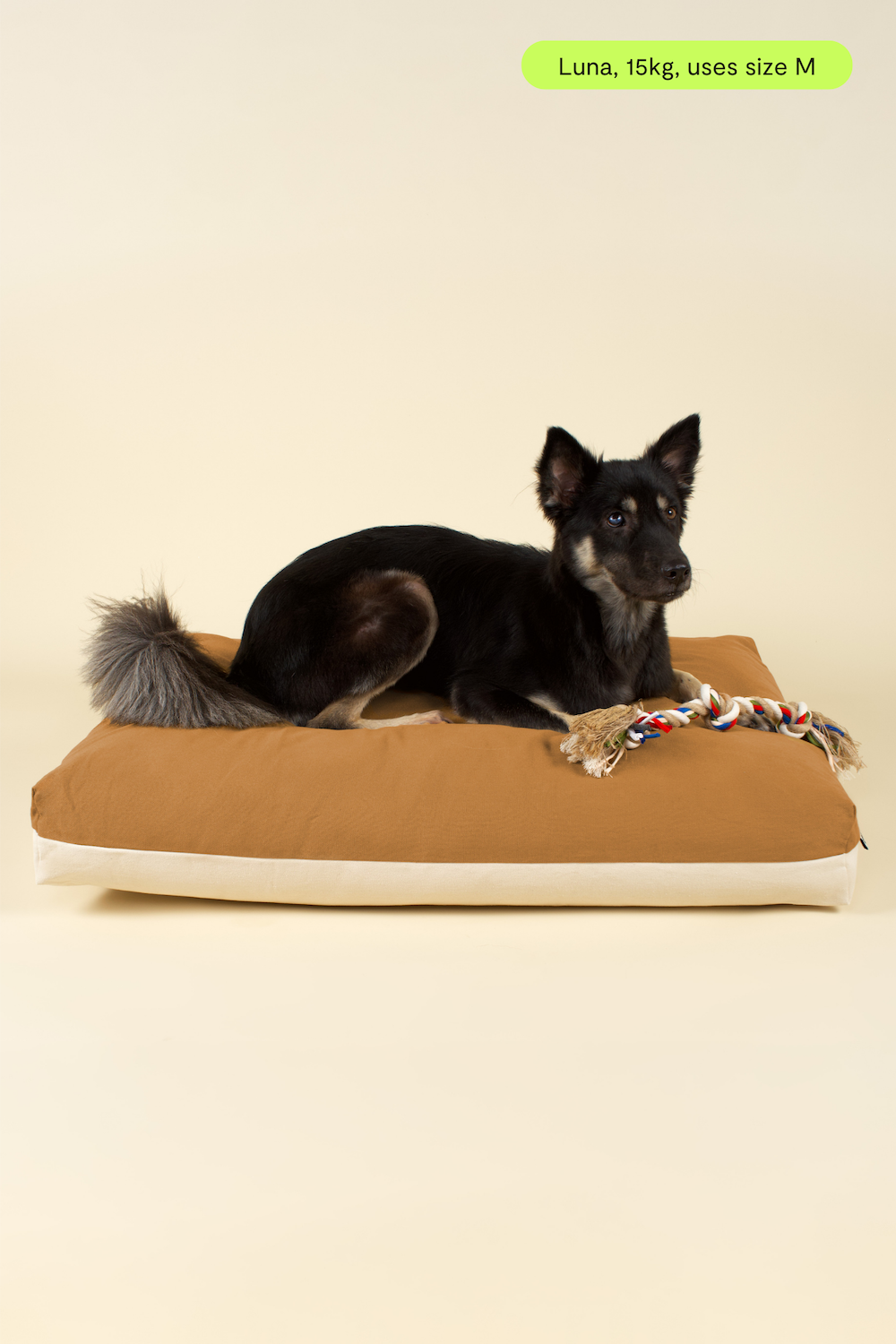 Front view of medium-sized dog on premium kapok dog bed in brown and white