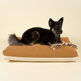 Front view of medium-sized dog on premium kapok dog bed in brown and white