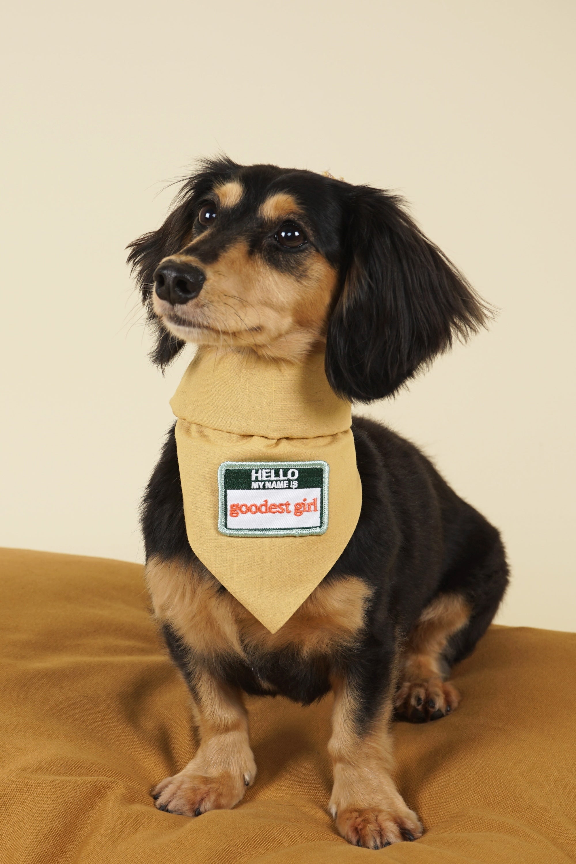 Iron-on embroidered patch accessory on pet bandana