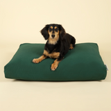 Front view of small-sized dog on premium kapok dog bed in forest green
