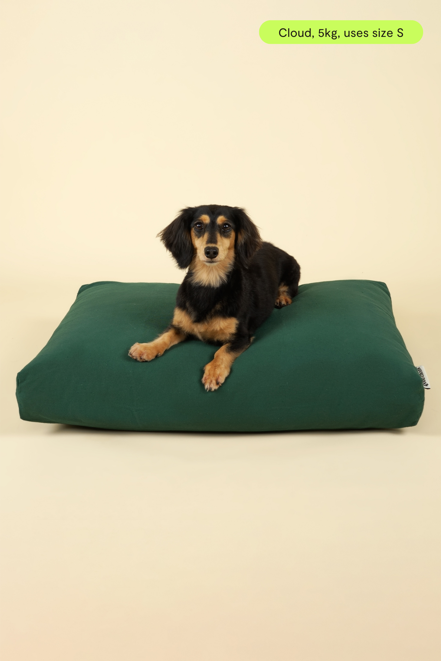 Front view of small-sized dog on premium kapok dog bed in forest green