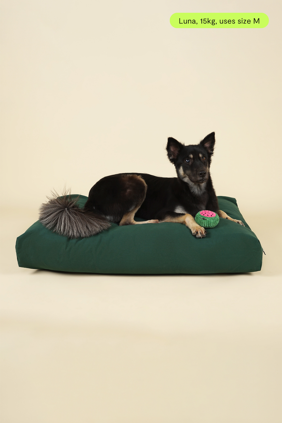 Front view of medium-sized dog on premium kapok dog bed in forest green