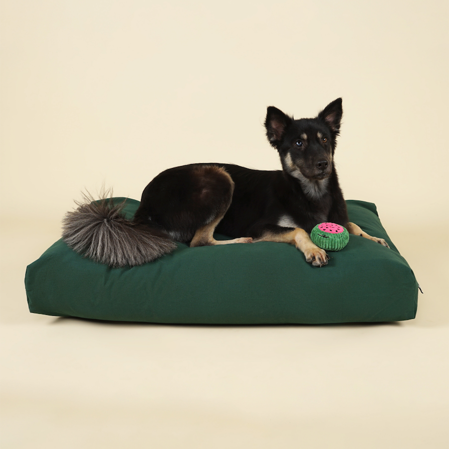 Front view of medium-sized dog on premium kapok dog bed in forest green