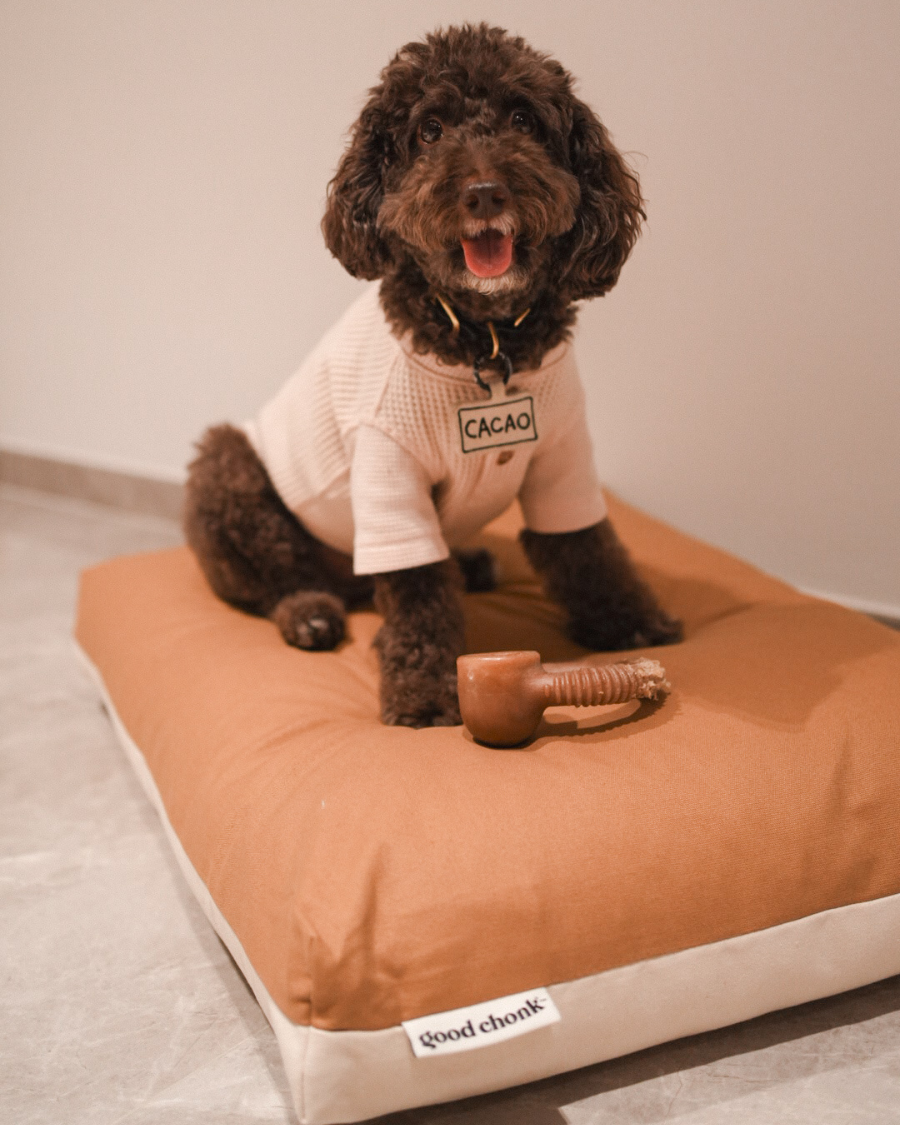 Poodle on a premium kapok dog bed in brown and white colourblock design