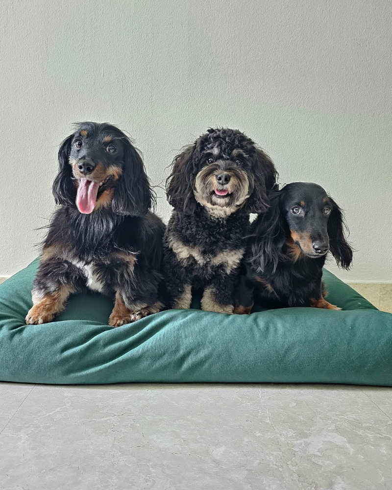 Dachshunds on a premium kapok dog bed in forest green solid design