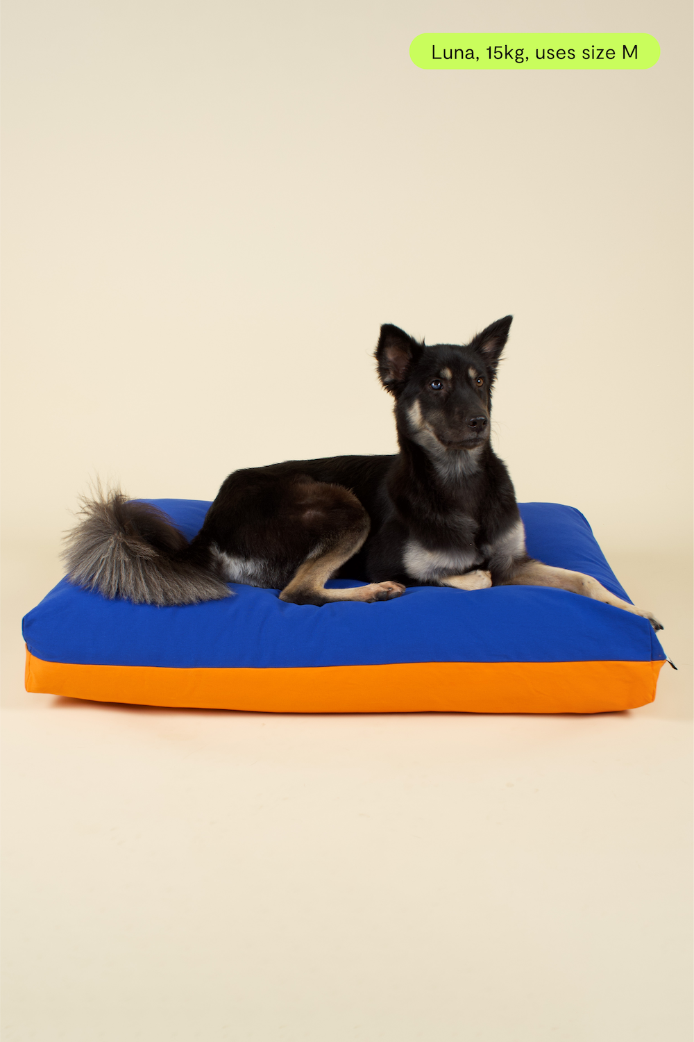 Medium-sized dog on premium kapok dog bed in blue and orange colourblock