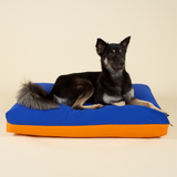 Medium-sized dog on premium kapok dog bed in blue and orange colourblock
