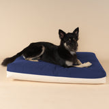 Front view of Singapore Special dog on a premium kapok dog bed in navy and white