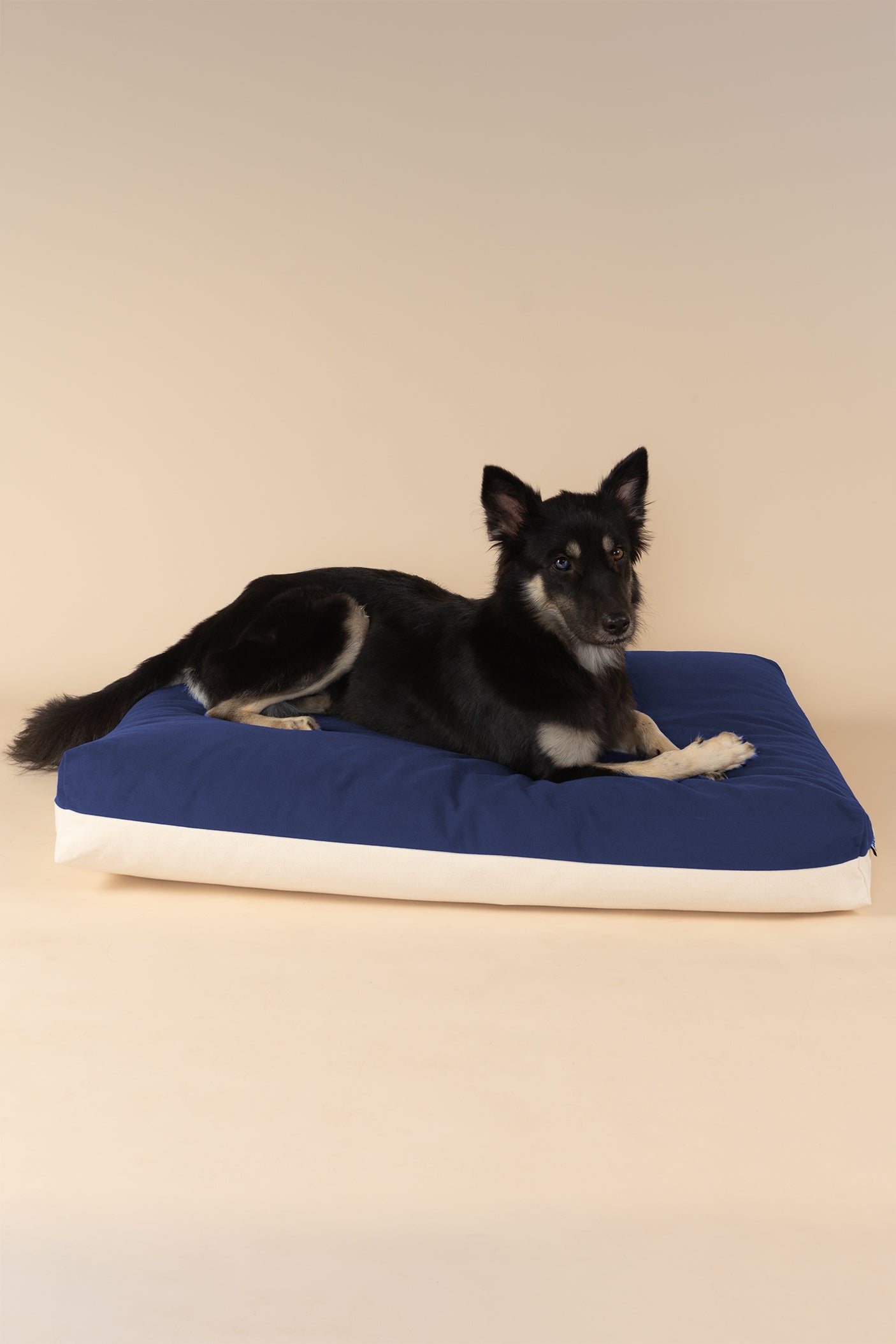 Front view of Singapore Special dog on a premium kapok dog bed in navy and white