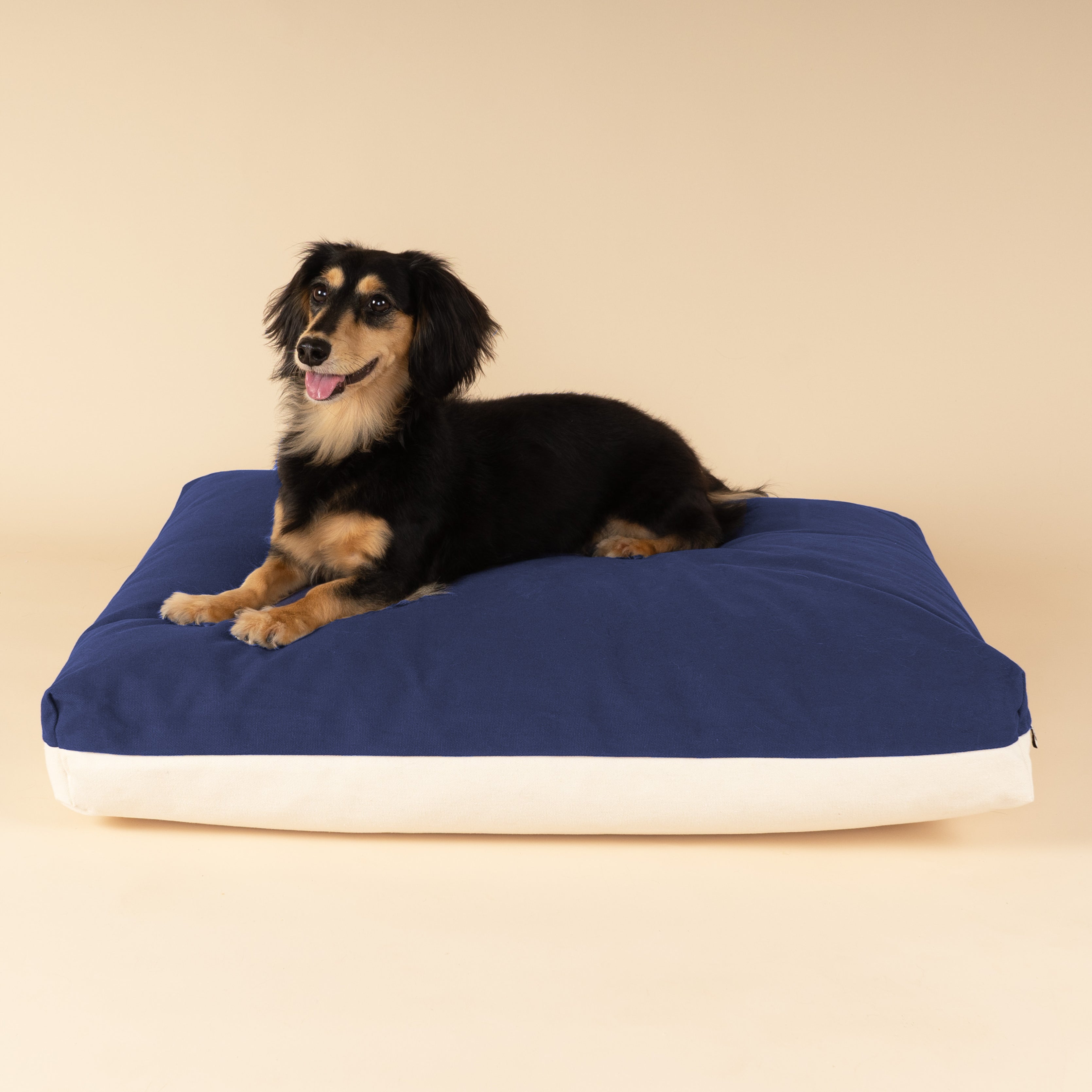 Dachshund sitting on a premium kapok dog bed in navy and white