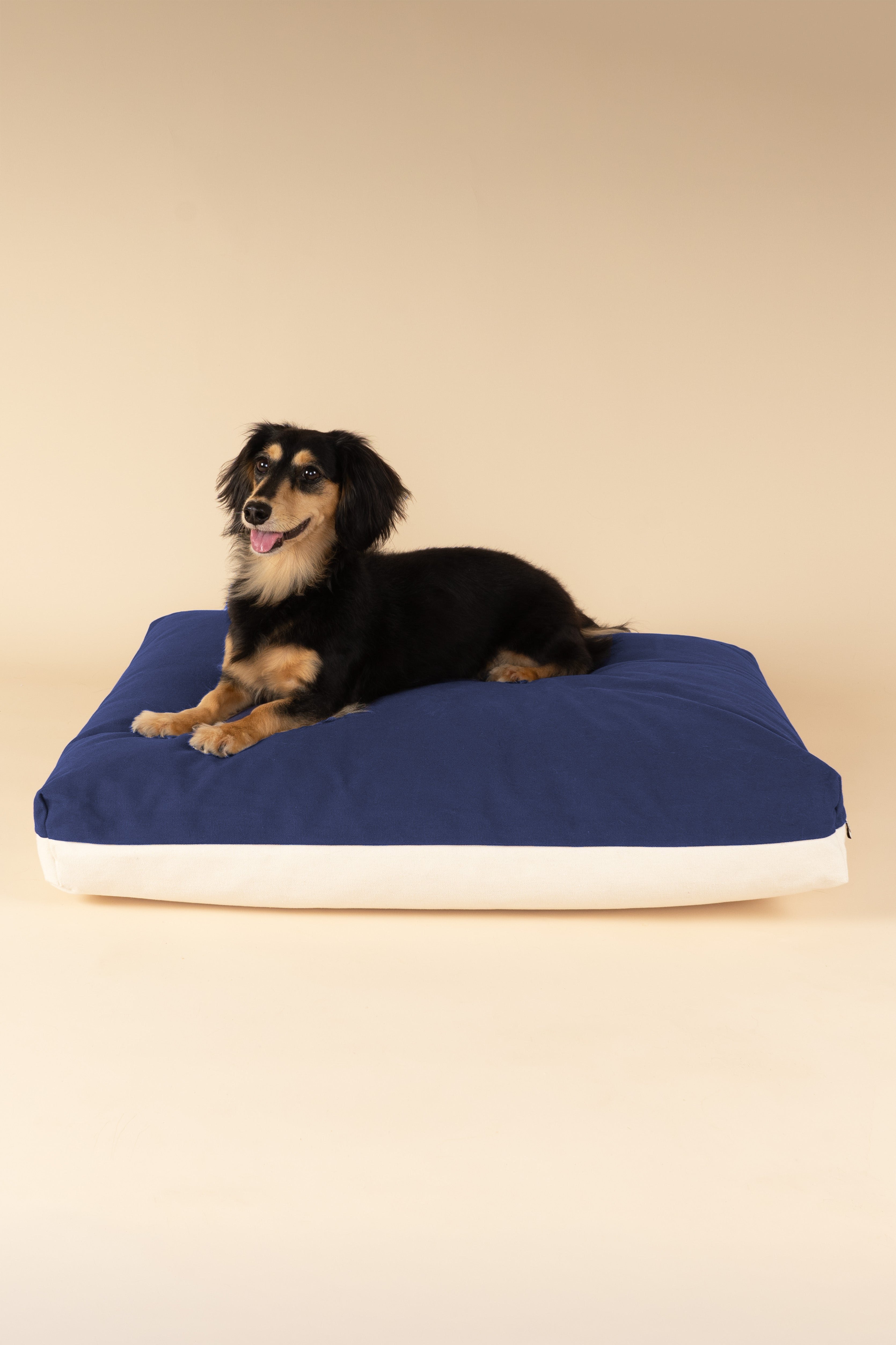 Dachshund sitting on a premium kapok dog bed in navy and white