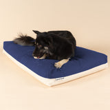 Side view of a Singapore Special dog on a premium kapok dog bed drooling on a water repellent cover