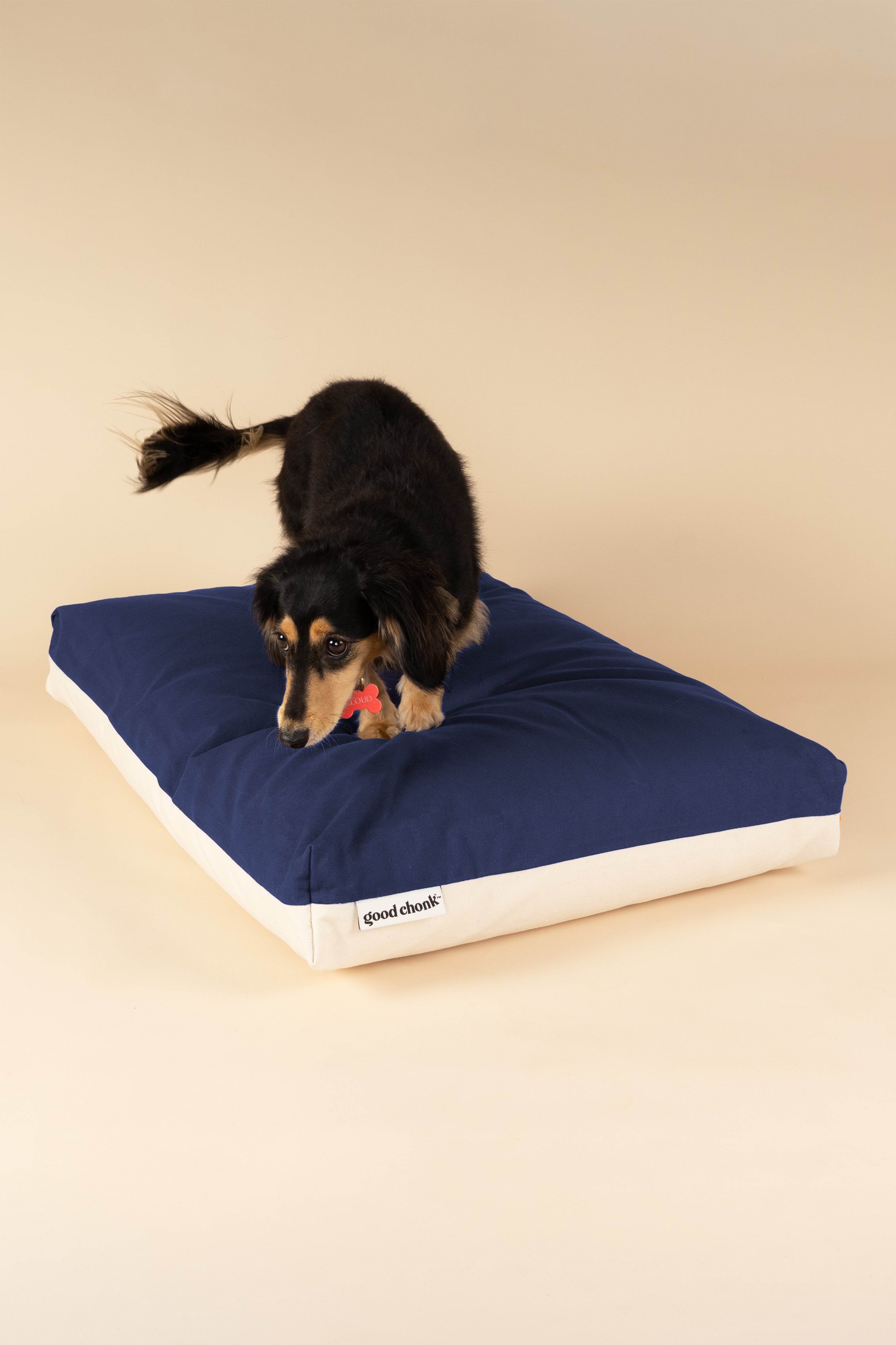 Dachshund on a premium kapok dog bed in navy and white