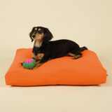 Front view of small-sized dog on premium kapok dog bed in orange