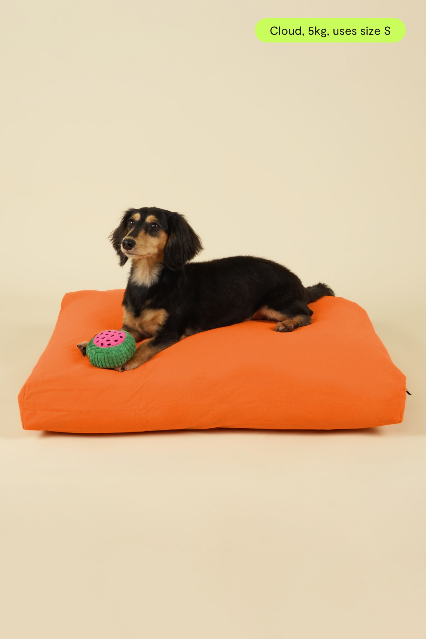 Front view of small-sized dog on premium kapok dog bed in orange
