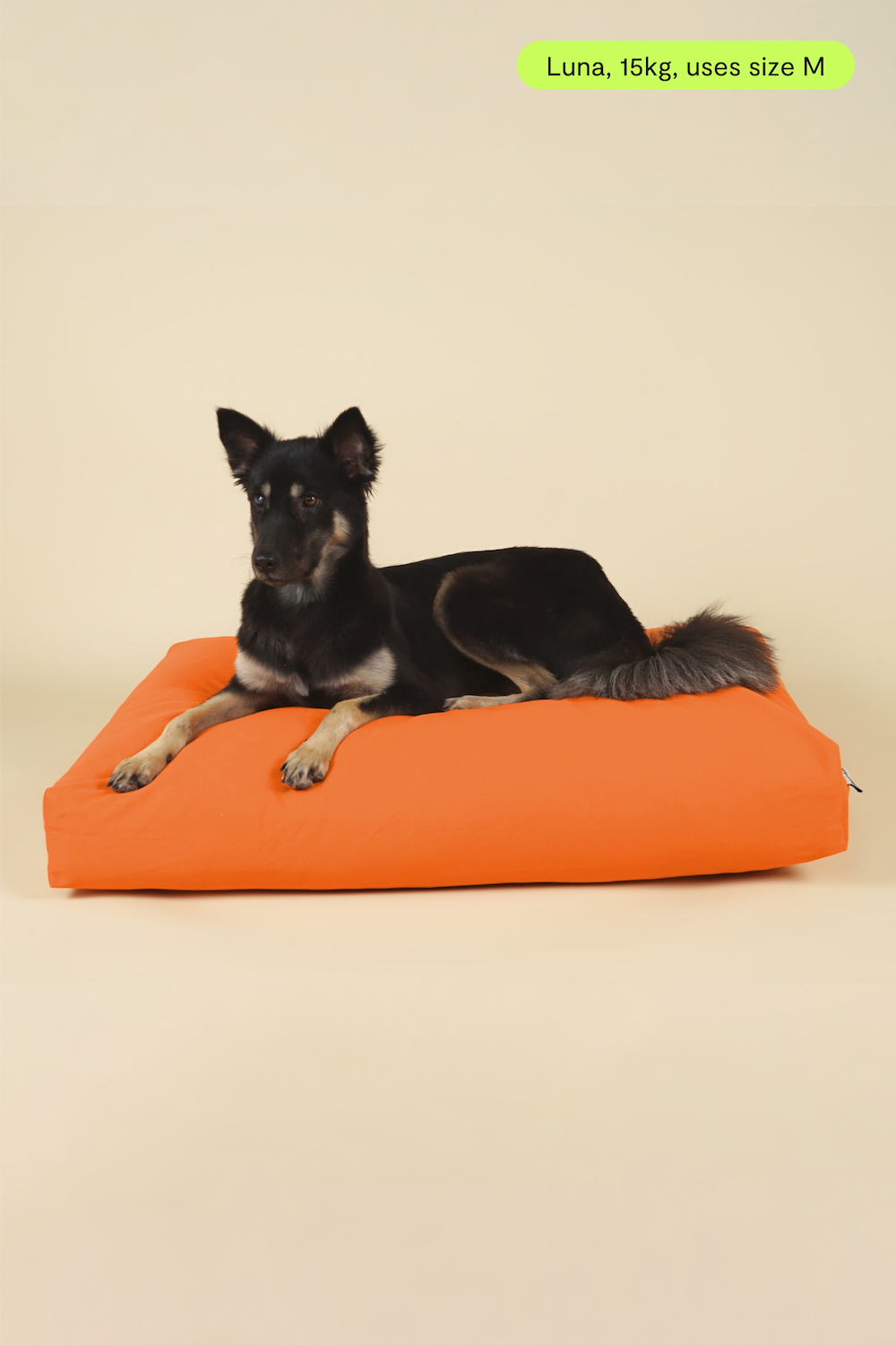 Front view of medium-sized dog on premium kapok dog bed in orange