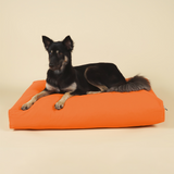 Front view of medium-sized dog on premium kapok dog bed in orange