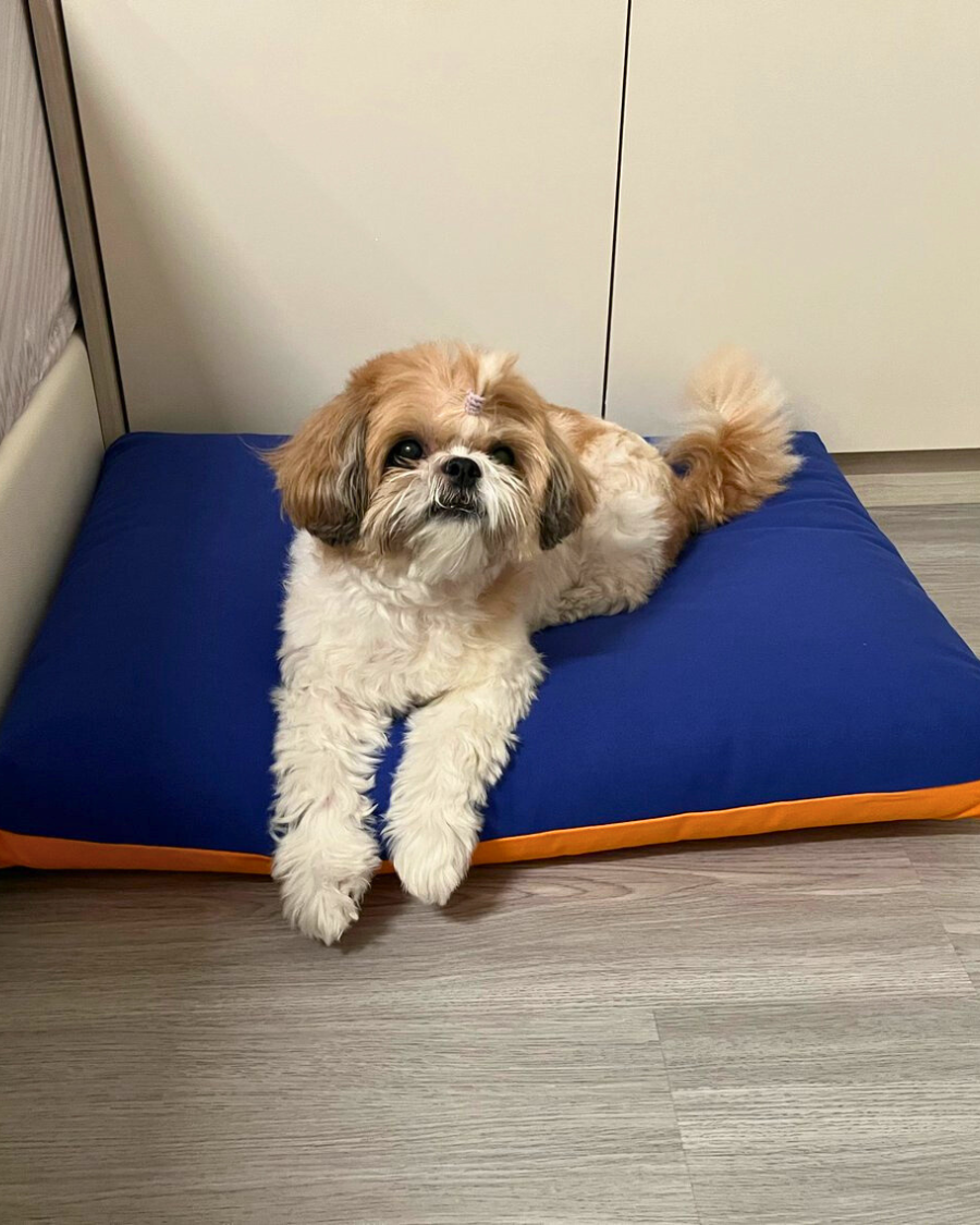 Shih Tzu on a premium kapok dog bed in blue and orange colourblock design