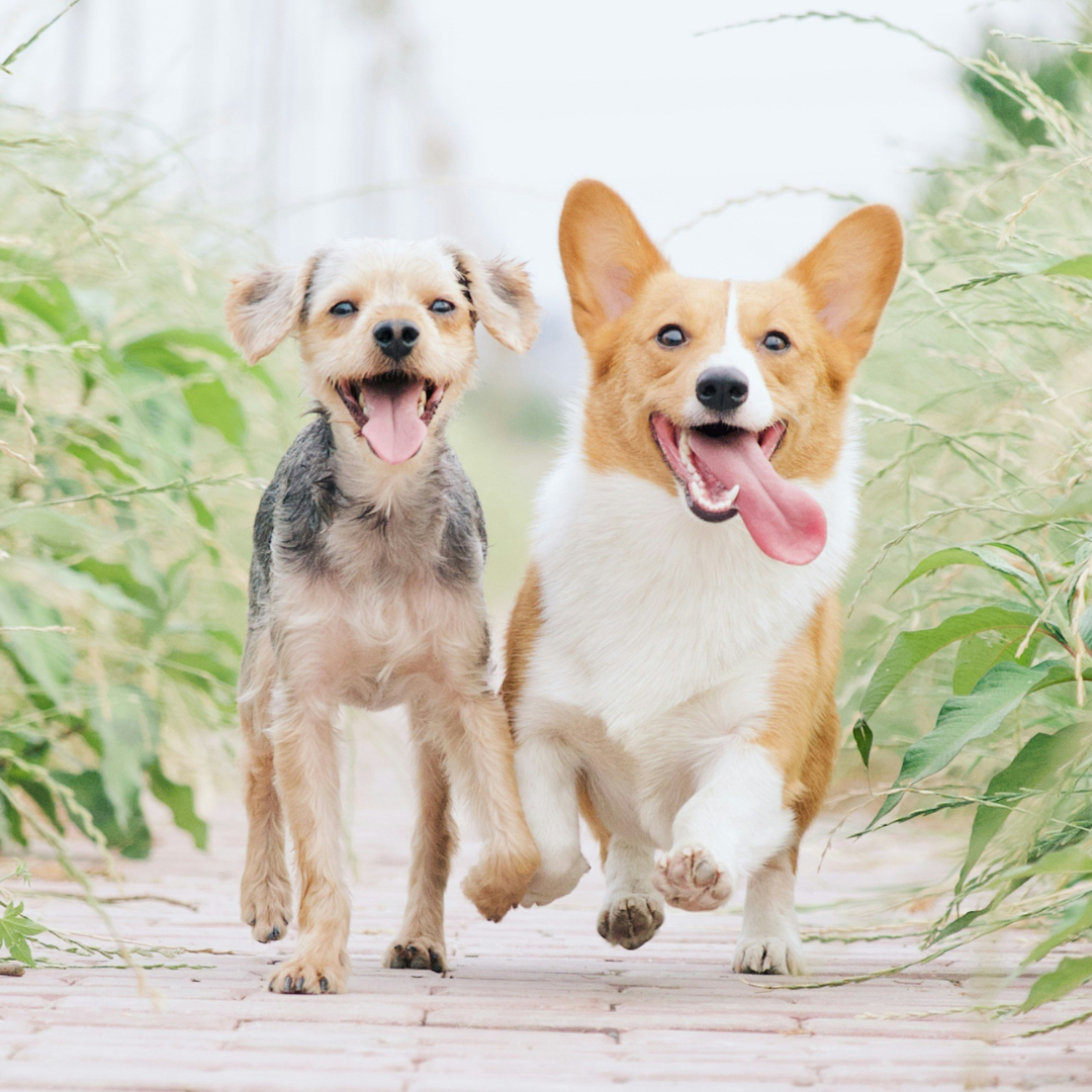 Why Kapok-Filled Dog Beds Are Perfect for Singapore’s Humid Weather