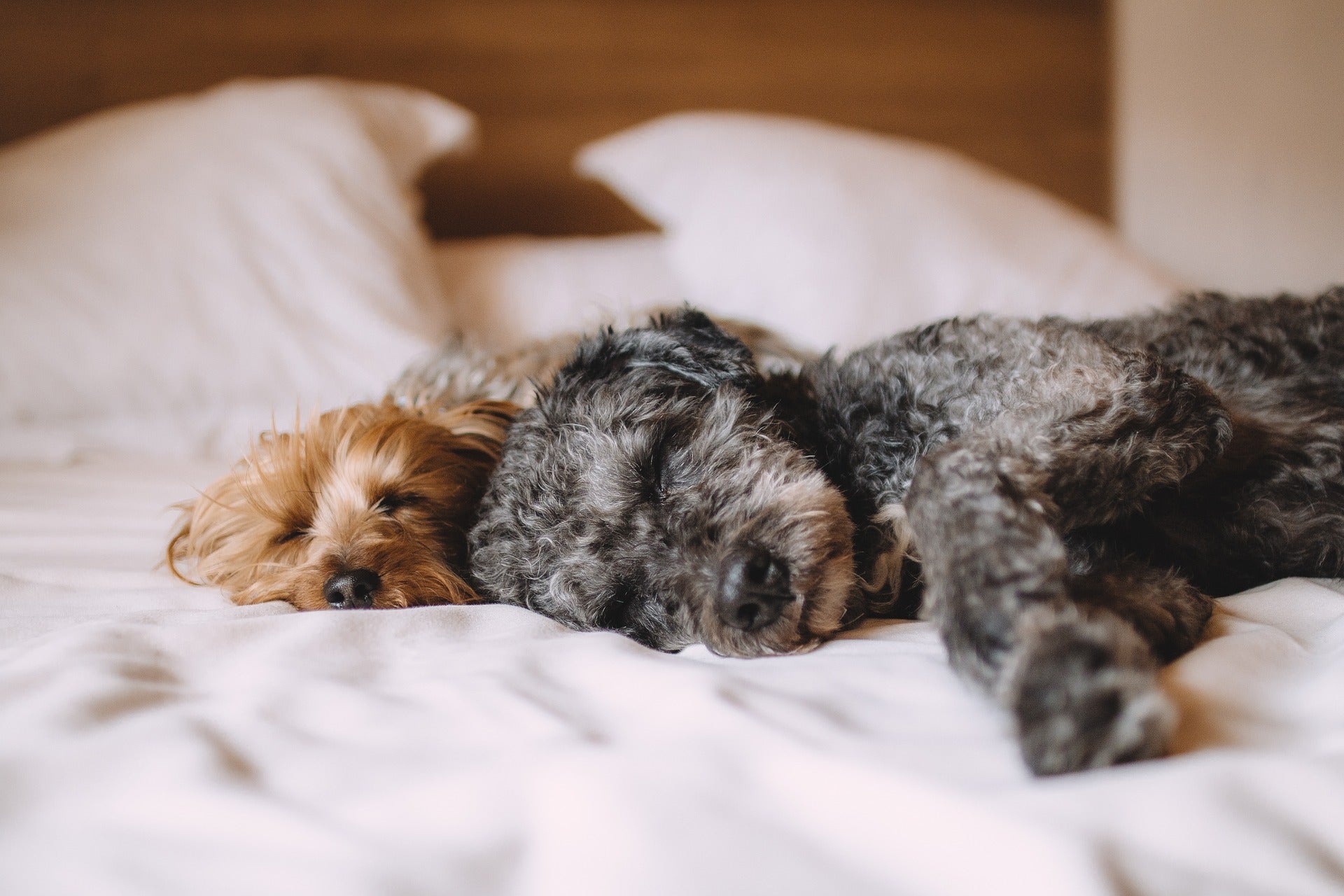5 Easy Tips to Encourage Your Dog to Use Their Bed
